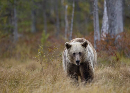 Finnland, Kuhmo, Braunbär (Ursus arctos) läuft in der herbstlichen Taiga auf die Kamera zu - ZCF00876