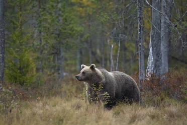 Finnland, Kuhmo, Braunbär (Ursus arctos) stehend in der herbstlichen Taiga - ZCF00877