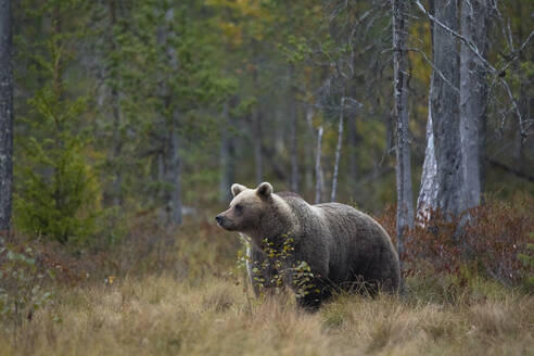 Finnland, Kuhmo, Braunbär (Ursus arctos) stehend in der herbstlichen Taiga - ZCF00877