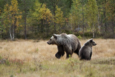 Finland, Kuhmo, Brown bear cub (Ursus arctos) sitting beside mother in autumn taiga - ZCF00878