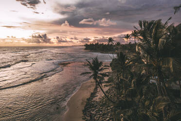 Sri Lanka, Southern Province, Ahangama, Aerial view of palm trees along coastal beach at dusk - DAWF01116