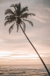 Sri Lanka, Southern Province, Ahangama, Silhouette of coastal palm tree against sky at dusk with clear line of horizon over Indian Ocean in background - DAWF01117