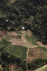 Sri Lanka, Provinz Uva, Ella, Terrassenfelder vom Little Adams Peak aus gesehen - DAWF01129