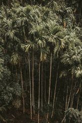 Sri Lanka, Uva Province, Demodara, High angle view of green jungle trees - DAWF01143