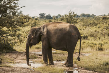 Sri Lanka, Provinz Sabaragamuwa, Udawalawe, Elefant trinkt aus Wasserpfütze im Udawalawe-Nationalpark - DAWF01151