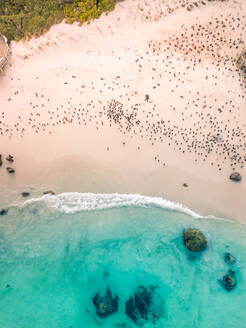 Aerial view of natural reserve penguins watching at Foxy Beach, South Africa. - AAEF06323