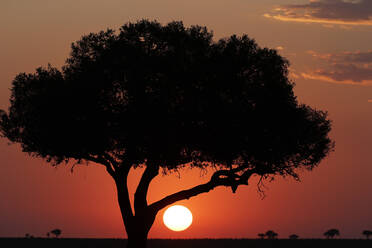 Akazienbaum-Silhouette bei Sonnenuntergang, Masai Mara National Park, Kenia, Ostafrika, Afrika - RHPLF13491