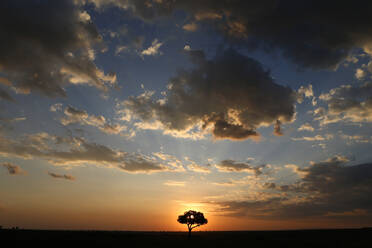 Akazienbaum und Wolken bei Sonnenuntergang, Masai Mara National Park, Kenia, Ostafrika, Afrika - RHPLF13492