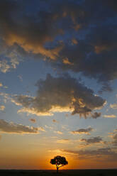Akazienbaum und Wolken bei Sonnenuntergang, Masai Mara National Park, Kenia, Ostafrika, Afrika - RHPLF13493