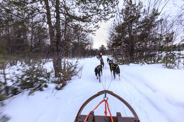 Alaskan Husky gezogene Hundeschlitten rasen durch verschneiten Wald, Dämmerung im Winter, Alta, Finnmark, Polarkreis, Nordnorwegen, Skandinavien, Europa - RHPLF13555