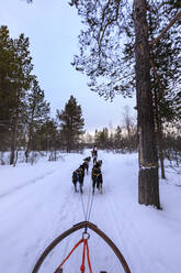 Alaskan Husky gezogene Hundeschlitten rasen durch verschneiten Wald, Dämmerung im Winter, Alta, Finnmark, Polarkreis, Nordnorwegen, Skandinavien, Europa - RHPLF13556