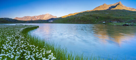 Panorama des Monte Gavia, der sich im Lago Bianco spiegelt, umgeben von Baumwollgras, Gavia Pass, Valfurva, Valtellina, Lombardei, Italien, Europa - RHPLF13566