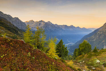 Herbstliche Farben bei Sonnenaufgang, Malojapass, Bergell, Engadin, Kanton Graubünden, Schweiz, Europa - RHPLF13588