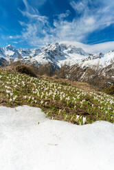 Crocus in bloom during spring, Alpe Oro, Valmalenco, Valtellina, Sondrio province, Lombardy, Italy, Europe - RHPLF13591