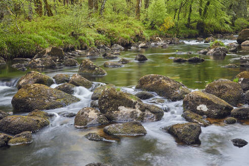Ein Waldbach, der Fluss Dart, der durch einen alten Eichenwald fließt, im Herzen des Dartmoor National Park, Devon, England, Vereinigtes Königreich, Europa - RHPLF13626