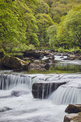 Ein Waldbach, der Fluss Dart, der durch einen alten Eichenwald fließt, im Herzen des Dartmoor National Park, Devon, England, Vereinigtes Königreich, Europa - RHPLF13629