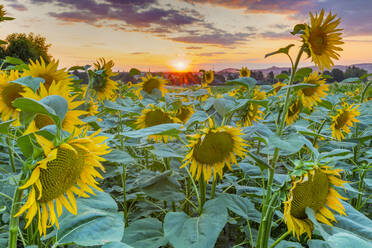 Sunflowers at sunset, Austria, Europe - RHPLF13666