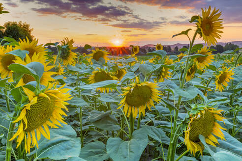 Sonnenblumen bei Sonnenuntergang, Österreich, Europa - RHPLF13666