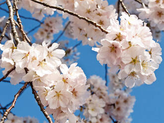Kirschblüten, Washington, DC, Vereinigte Staaten von Amerika, Nordamerika - RHPLF13672