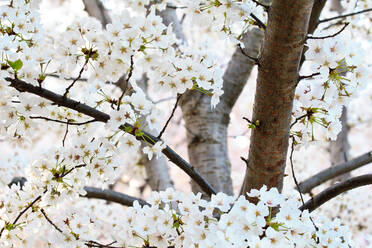 Kirschblüten, Washington, DC, Vereinigte Staaten von Amerika, Nordamerika - RHPLF13673