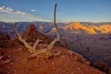 Blick auf die O'Neill Butte auf der linken Seite und den Grand Canyon auf der rechten Seite vom Rand der Cedar Ridge entlang des South Kaibab Trail, Grand Canyon National Park, UNESCO-Weltkulturerbe, Arizona, Vereinigte Staaten von Amerika, Nordamerika - RHPLF13685