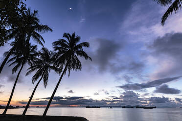 Palm trees by Sittwe harbour before sunrise, with clouds and small moon in the dawn sky, Sittwe, Myanmar (Burma), Asia - RHPLF13711