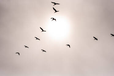 Flock of Pelicans silhuetted against sun through fog - CAVF72591