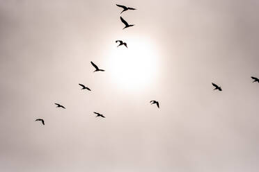 Schwarm Pelikane silhuetted gegen Sonne durch Nebel - CAVF72591