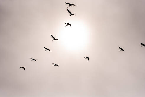 Schwarm Pelikane silhuetted gegen Sonne durch Nebel - CAVF72591