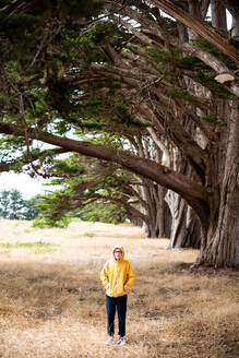 Tween steht im Gras neben einer Reihe von Zypressen in Point Reyes - CAVF72608