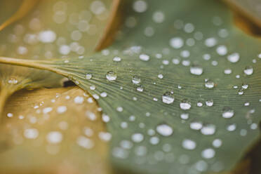Close up of water droplets on green and yellow leaves on the ground. - CAVF72818