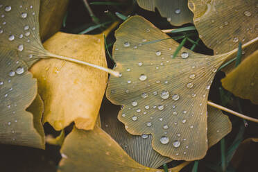 Close up of water droplets on green and yellow leaves on the ground. - CAVF72819