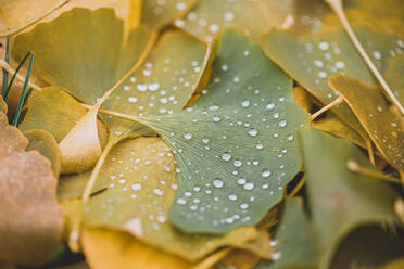 Close up of water droplets on green and yellow leaves on the ground. - CAVF72820