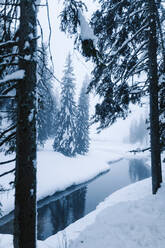 Snowy forest and river on a cold winter day - CAVF72899