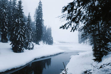 Snow forest and river on a cold winter day - CAVF72901