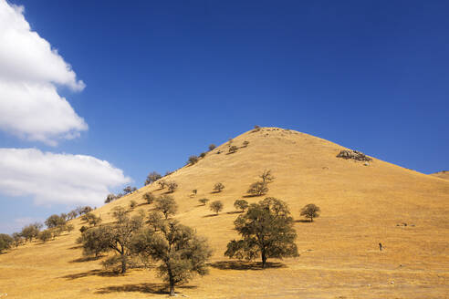 Durch die vierjährige Dürre in Kalifornien abgestorbene Bäume und ausgedörrtes Ackerland am Tehachapi Pass, Kalifornien, USA. - CAVF72942