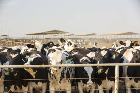 Ein Milchviehbetrieb im kalifornischen Central Valley, das von einer vier Jahre andauernden Dürre heimgesucht wird. Die katastrophale Dürre bedeutet, dass ohne die immer knapper werdende Bewässerung keine Pflanzen mehr angebaut werden können - CAVF72944