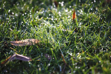 Germany, Baden-Wurttemberg, Close-up of green grass covered in morning dew - JTF01446