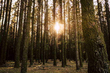 Spanien, Teneriffa, Bäume im Wald bei Sonnenuntergang - SIPF02110