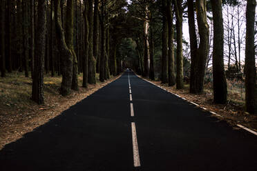 Spanien, Teneriffa, Von Bäumen gesäumte Landstraße - SIPF02111