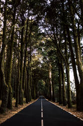 Spain, Tenerife, Tree lined country road - SIPF02112