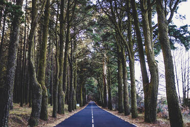 Spain, Tenerife, Tree lined country road - SIPF02113