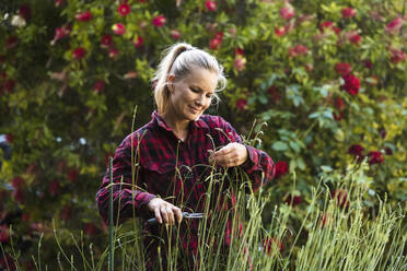 Frau schneidet Blumen im Garten - CUF54627