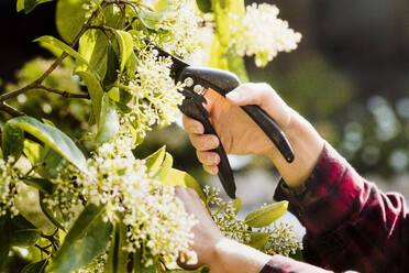 Frau schneidet Blumen im Garten - CUF54629