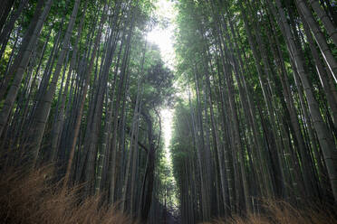 Japan, Tokio, Niedriger Blickwinkel auf einen Bambushain - ABZF02883