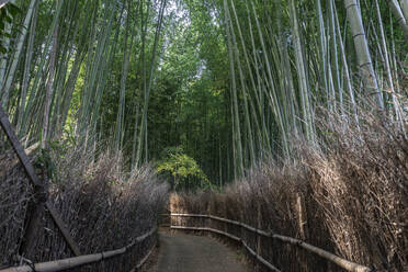 Japan, Tokio, Leerer Fußweg durch Bambushain - ABZF02890