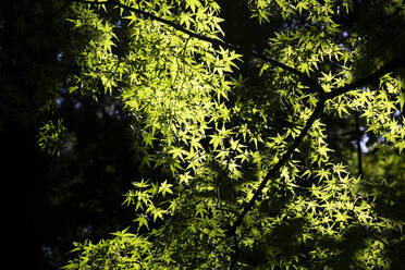 Japan, Präfektur Kyoto, Kyoto, Tiefblick auf grüne Baumzweige - ABZF02911