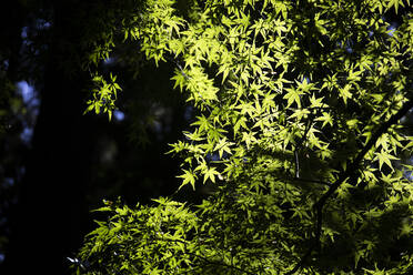 Japan, Präfektur Kyoto, Kyoto, Tiefblick auf grüne Baumzweige - ABZF02912