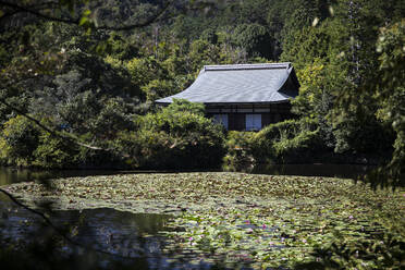 Japan, Präfektur Kyoto, Kyoto, Seerosen im Teich eines buddhistischen Tempels - ABZF02913