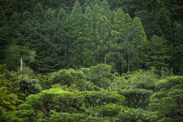 Japan, Kyoto, Grüner Wald - ABZF02928